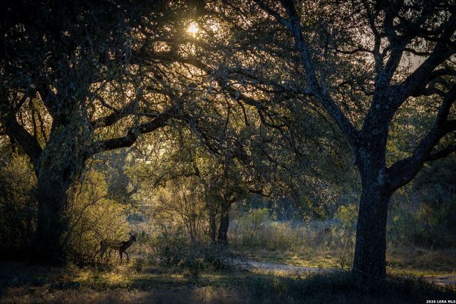 19512 Tonkawa Pass, Garden Ridge, TX 78266