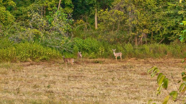 10 Sturgeon Creek Road, Cedar Hill, TN 37032