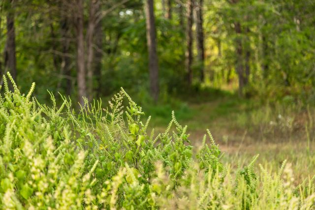 10 Sturgeon Creek Road, Cedar Hill, TN 37032