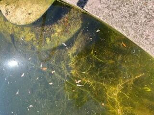 2552 Palm Shores Drive, Shalimar, FL 32579