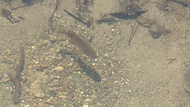 17420 Long Lake Drive, Cassopolis, MI 49031