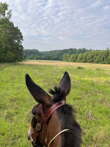 0 Stringfellow road, White Bluff, TN 37187