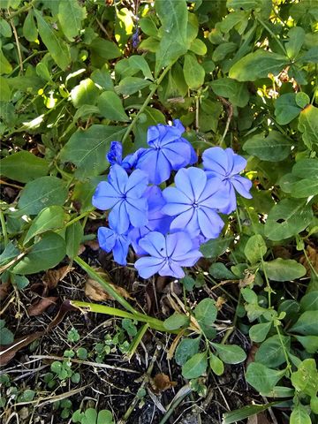 16201 PINE RIDGE DRIVE, Hudson, FL 34667