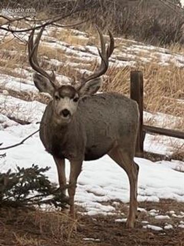 320 Columbine Road, Palmer Lake, CO 80133
