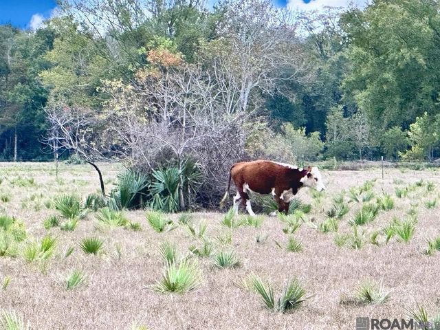 45538 Doc Ln, St Amant, LA 70774