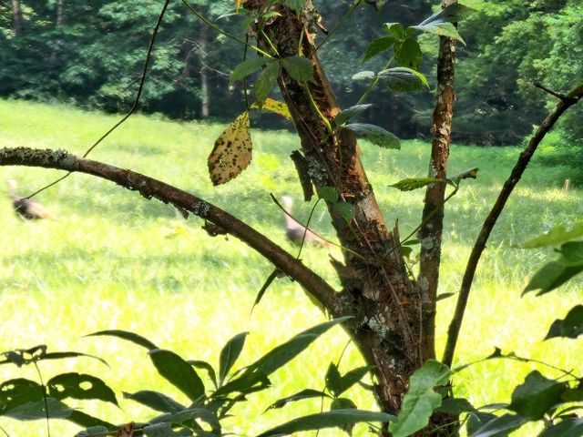 0 Taurus Farm Rd, Lafayette, TN 37083