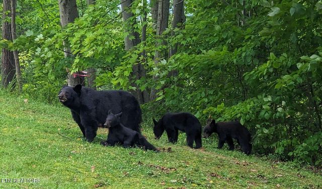 1155 Upper Alpine Way UNIT 107, Gatlinburg, TN 37738