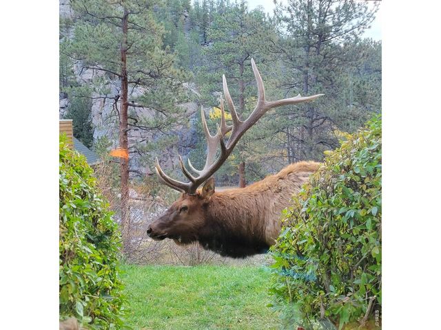 148 Big Pine Ln, Drake, CO 80515