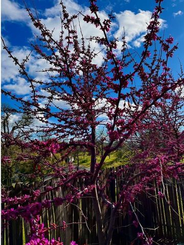 43656 Crystal Cave Circle, Coarsegold, CA 93614