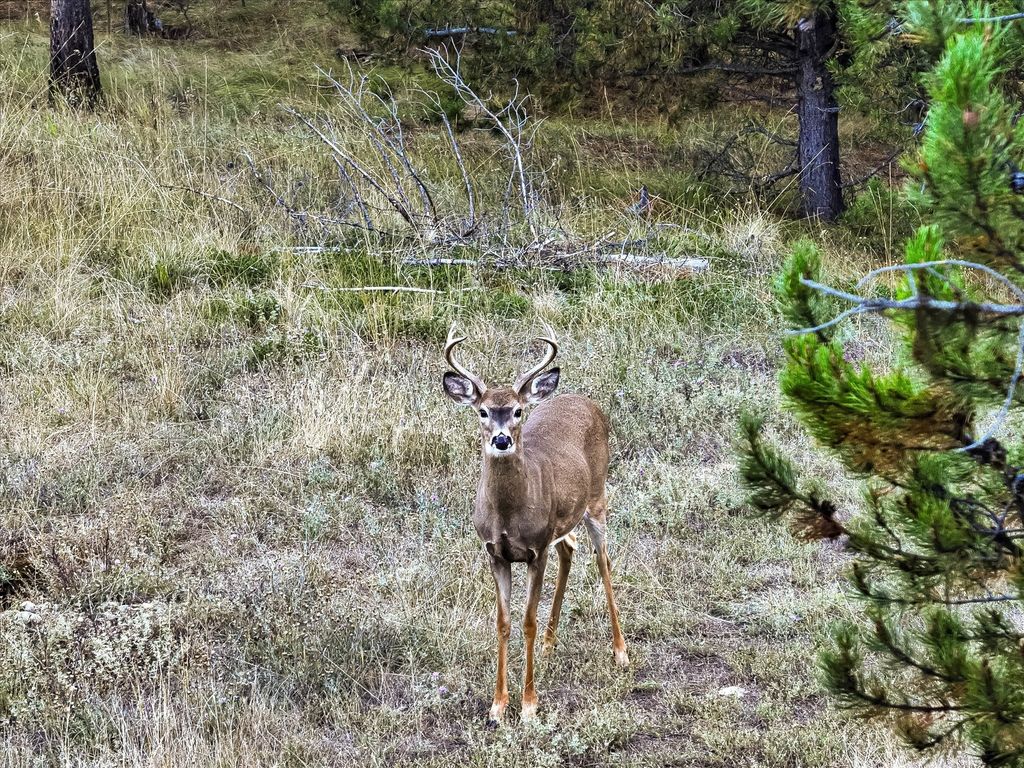 200 Hubbart Dam Road, Marion, MT 59925 photo 198