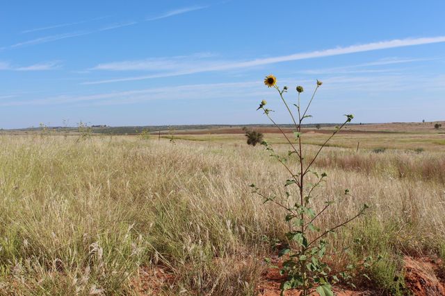 325 acres Childress, Amarillo, TX 79201