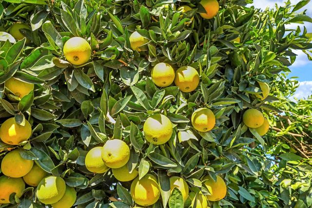 8349 Almondwood Ln, Stockton, CA 95210