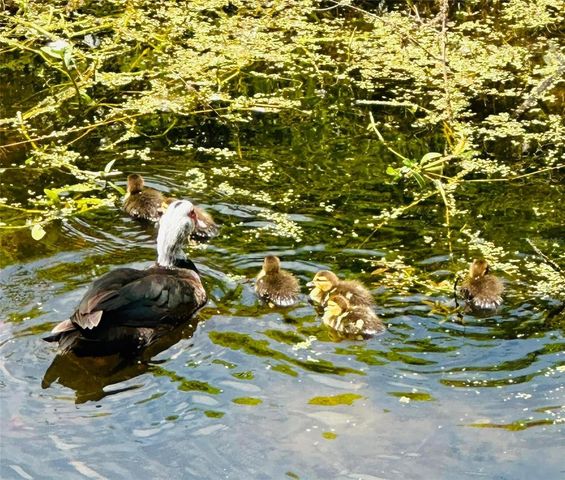 1100 E BAY DRIVE 35, Largo, FL 33770