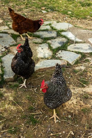 5004 Cobbler Ridge Rd, Franklin, TN 37064