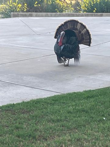 98 S Lakeshore Drive, Ransom Canyon, TX 79366