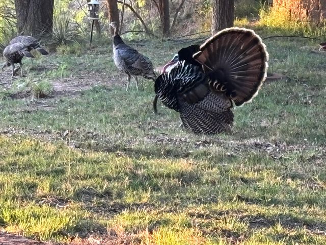 98 S Lakeshore Drive, Ransom Canyon, TX 79366