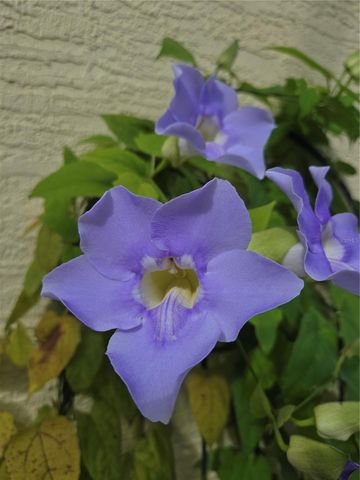 2648 SABAL SPRINGS DRIVE 6, Clearwater, FL 33761