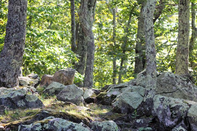 781 DEVILS KNOB LOOP, Wintergreen Resort, VA 22967