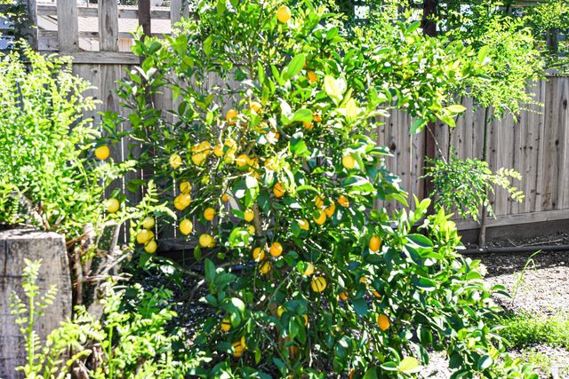 186 Barrio Way, Windsor, CA 95492