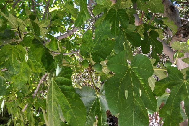 20623 Russ Jay Street, Saugus, CA 91350