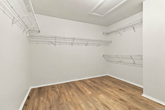 1008 Lion King, San Antonio, TX 78251