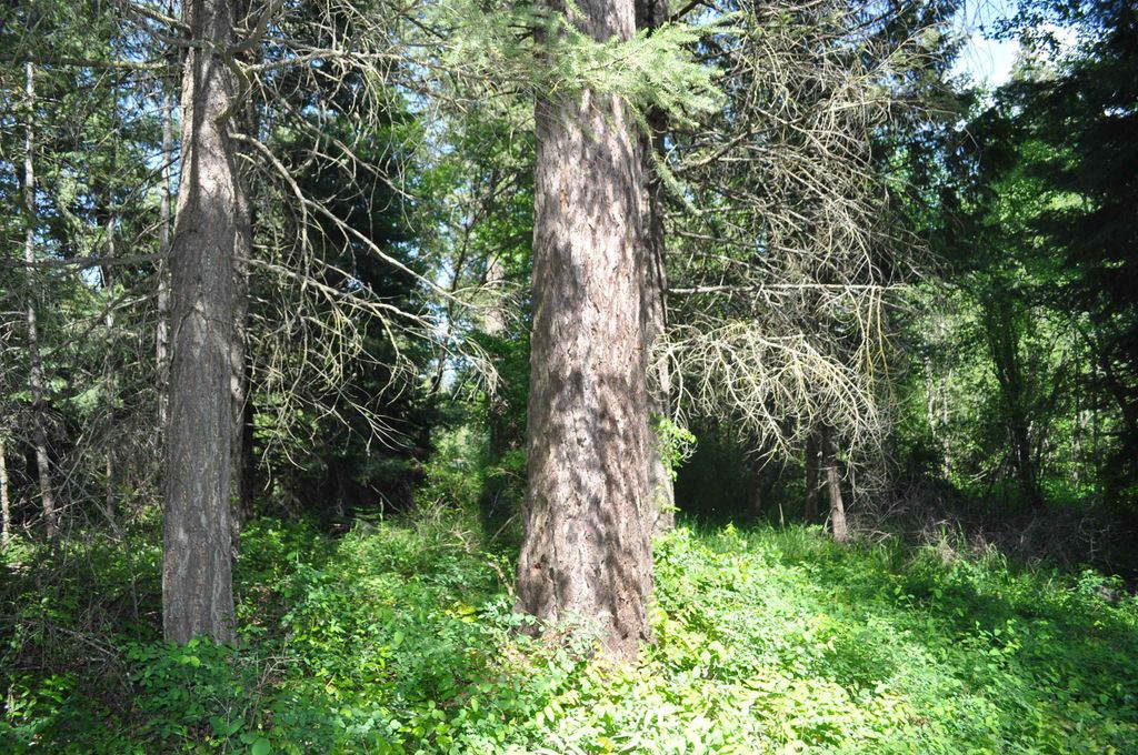 346XX N Regal Ln, Deer Park, WA 99006 photo 16