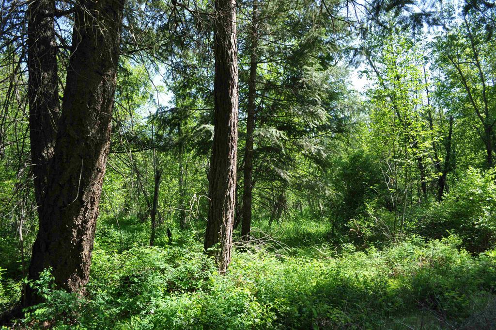 346XX N Regal Ln, Deer Park, WA 99006 photo 17