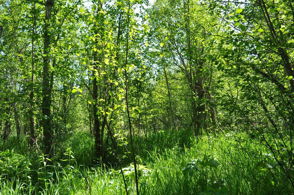 346XX N Regal Ln, Deer Park, WA 99006 photo 19