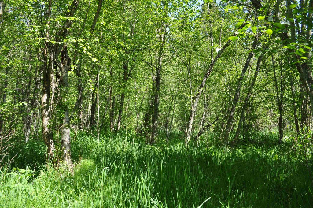 346XX N Regal Ln, Deer Park, WA 99006 photo 21