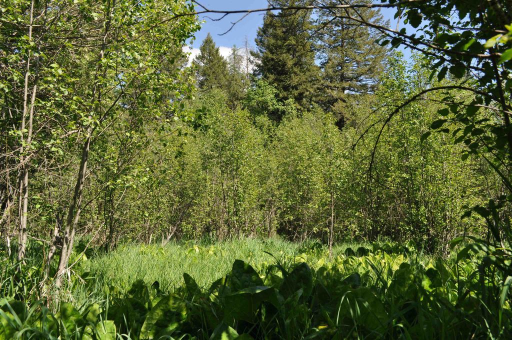 346XX N Regal Ln, Deer Park, WA 99006 photo 24