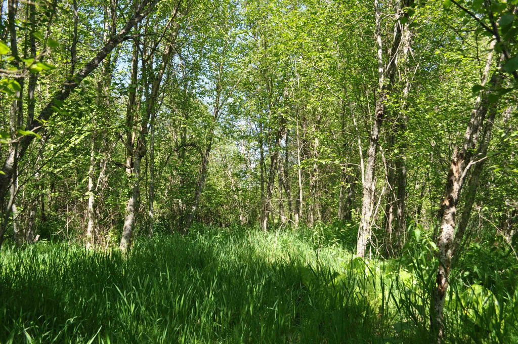 346XX N Regal Ln, Deer Park, WA 99006 photo 25