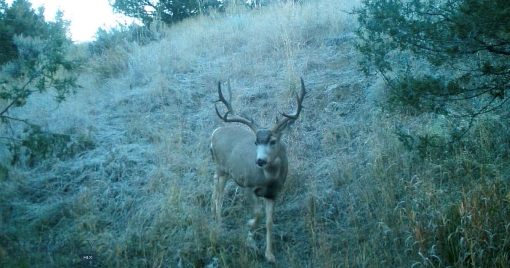 1847 Maudlow Road, Belgrade, MT 59714 photo 4