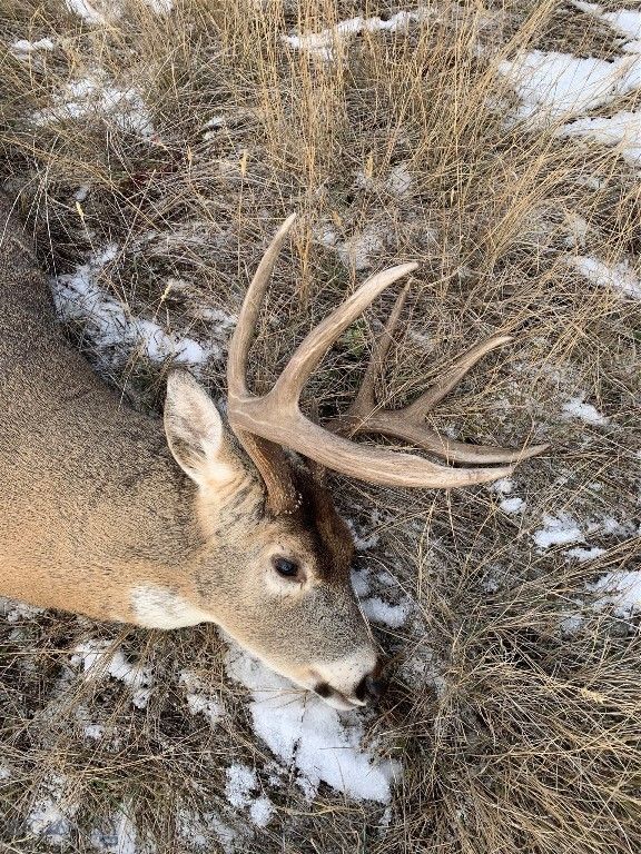 1847 Maudlow Road, Belgrade, MT 59714 photo 5