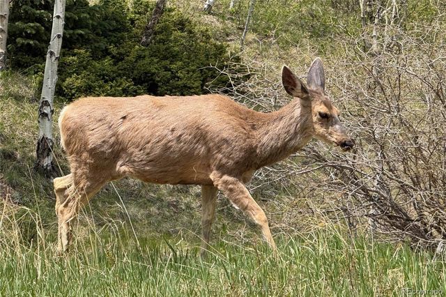 416 Willow Road, Divide, CO 80814