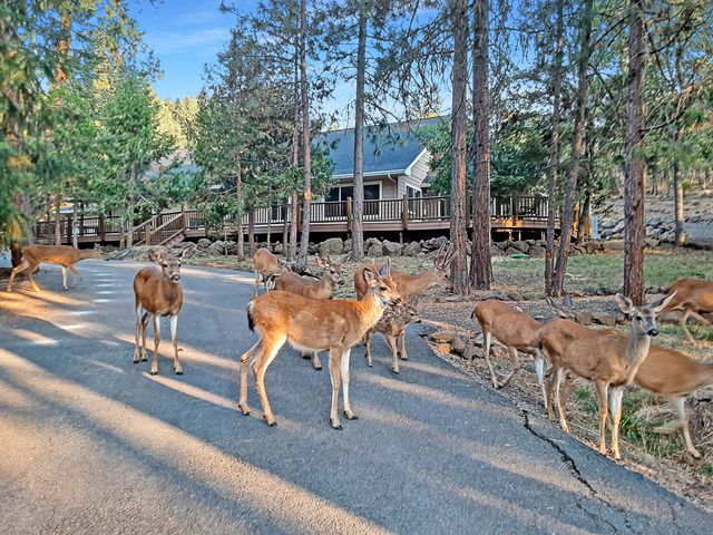 5831 Old Highway 99 S, Ashland, OR 97520