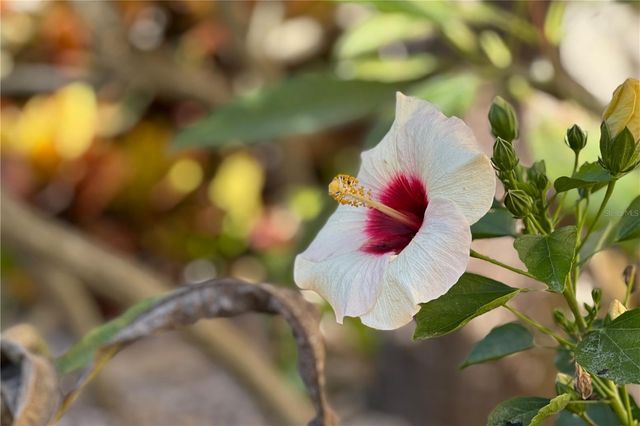 358 MONIKA PLACE, St Augustine, FL 32080