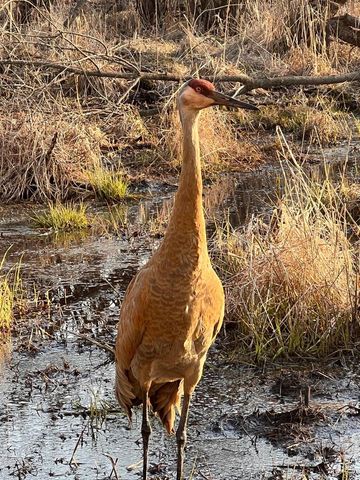 743 Royal Troon COURT, Oconomowoc, WI 53066