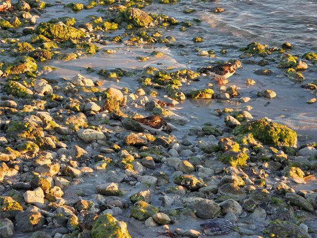 2566 GARY CIRCLE 5, Dunedin, FL 34698