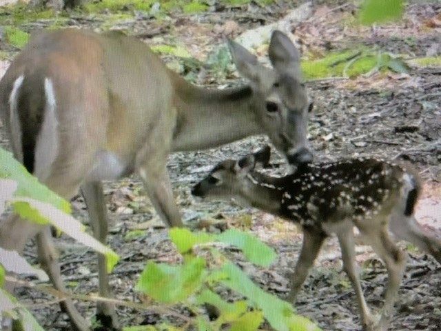 608 Moss Patch Trail, Jasper, GA 30143