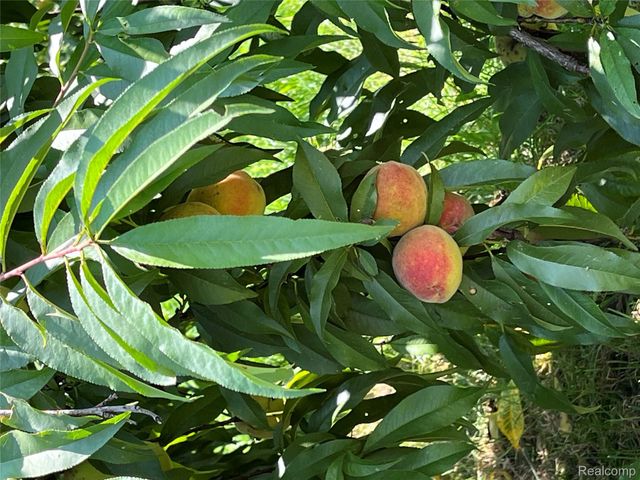 28524 Elwell Road, Sumpter Township, MI 48111