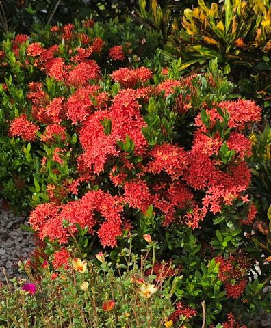 532 EMILY GLEN STREET, Deland, FL 32724