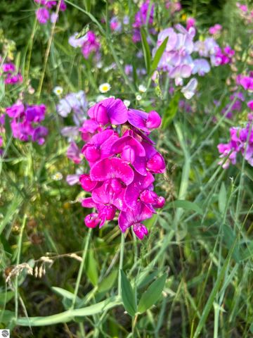 5039 Indian Hill Road, Honor, MI 49640