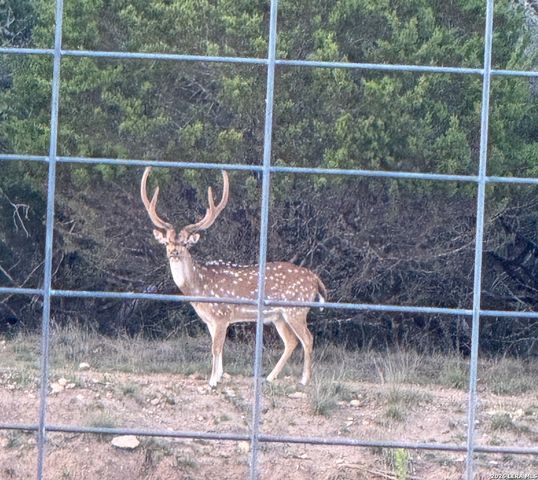 29739 Elkhorn Rdg, Fair Oaks Ranch, TX 78015