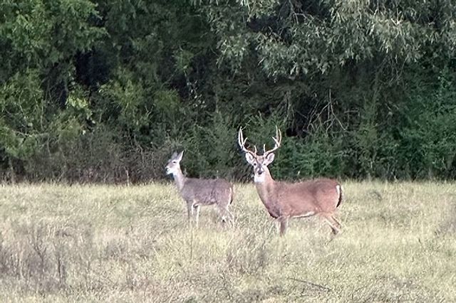 34.65 AC CR 4885, Winnsboro, TX 75494