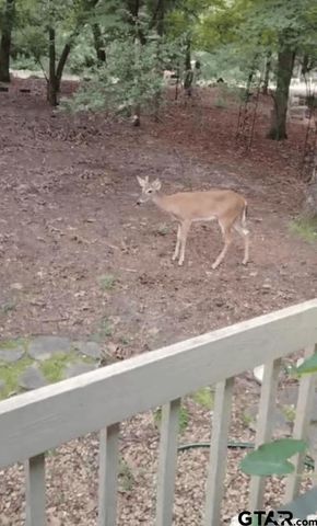 275 Wildwood Trail, Holly Lake Ranch, TX 75765