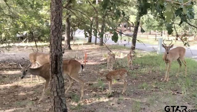 275 Wildwood Trail, Holly Lake Ranch, TX 75765