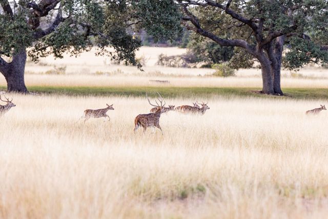 525 Packer LN, Wimberley, TX 78676
