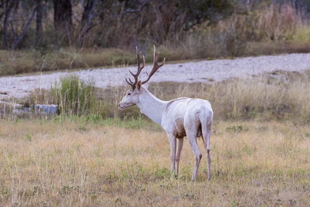 525 Packer LN, Wimberley, TX 78676