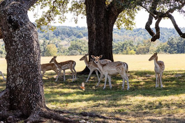 525 Packer LN, Wimberley, TX 78676