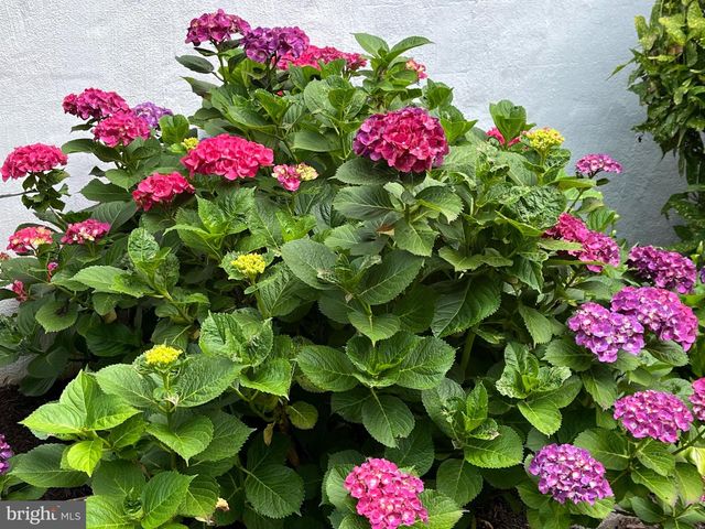 6009 JENNINGS LN, Springfield, VA 22150